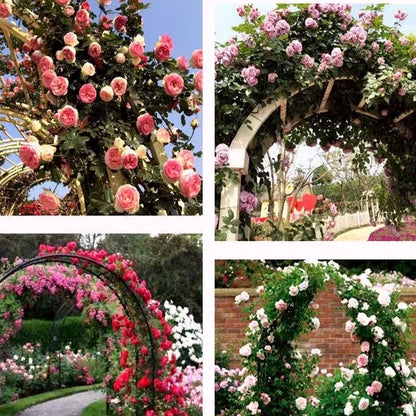 Beautiful Climbing Rose Seeds