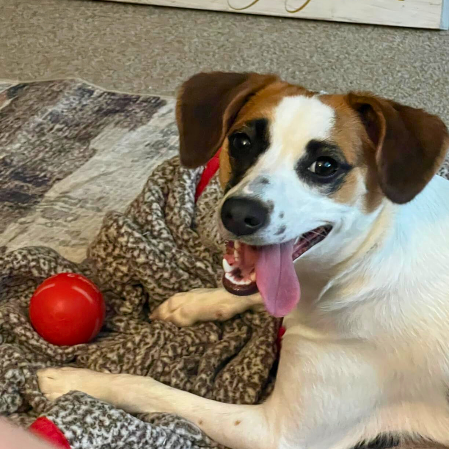 LASY DAY SALE 50% OFF - Pet Bounce Ball