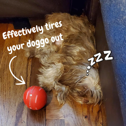 LASY DAY SALE 50% OFF - Pet Bounce Ball